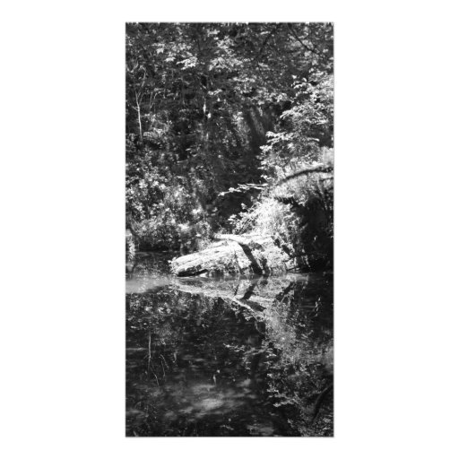 Eftermiddagsolljus på älgfloden på källfloder skräddarsydda fotokort