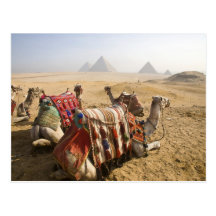 Egypten Cairo. Vila kamelblick över Vykort