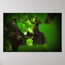 Eichhörnchen Posterdruck