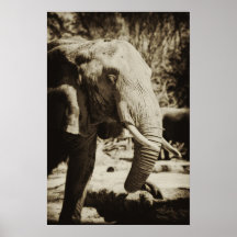 Elefant Affisch