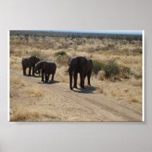 Elefant Affischer