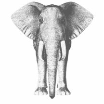 Elefant i svartvitt photo cutout