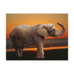 Elefant på solnedgången