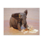 Elefant som leker med vatten