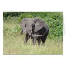 Elefant-Uganda-Afrika Hälsningskort