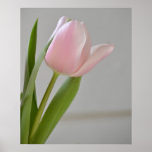Elegant rosa tulpan posters