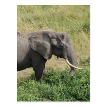 Elephant-Uganda-Africa-2 Vykort