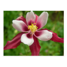 En bedöva blomma vykort