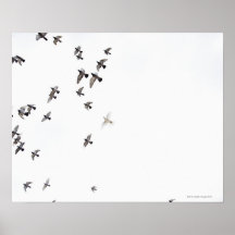 En flock av fåglar flyger på himmlen posters
