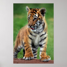 En gullig bebistiger print