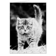 En gullig kattunge (svart/vit) hälsnings kort