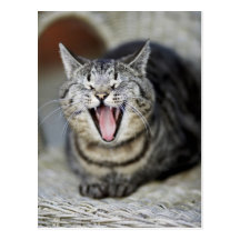 En katt som gäspar, Sweden. Vykort