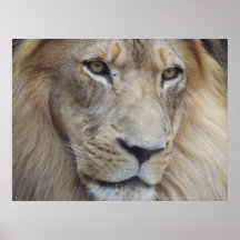 En lions stirrande posters