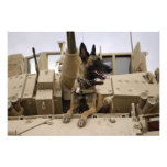 En militär funktionsduglig hund sitter på en M2A3 Foton