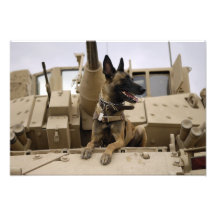 En militär funktionsduglig hund sitter på en US-ar Foton