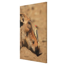 En Oxpecker på en warthogssnout, Isimangaliso, Sträckta Kanvas Tryck
