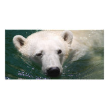 En polar björn som kyler precis anpassade foto kort