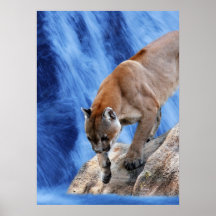 En puma på vattenfallet posters