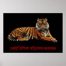 En Regal affisch för kattdjur 36 x 24