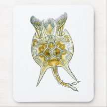 En Rotifer Musmattor