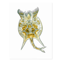 En Rotifer Vykort