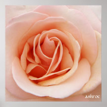 en trevlig rosa rosaffisch