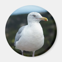 En ung fiskmås kylskåpmagneter