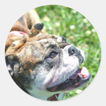 Engelsk bulldogg klistermärken
