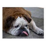 Engelsk bulldogg vykort