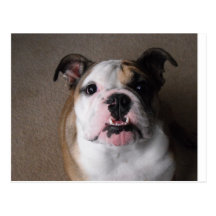 Engelsk bulldogg vykort