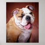Engelsk bulldoggvalp posters