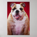 Engelsk bulldoggvalp posters