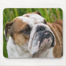 Engelsk bulldoggvalphund Mousepad Mus Matta