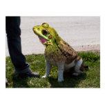 Engelsk bullfrog vykort
