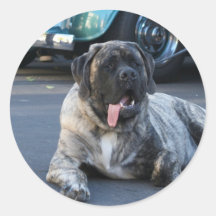 Engelsk Mastiff Klistermärken