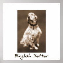 Engelsk Setter Posters