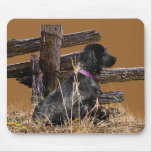EngelskacockerspanielSpaniel Mus Matta