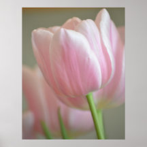 Enkelt rosa tulpan posters