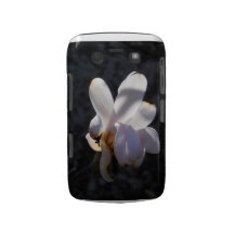 Enkelt ursnygg björnbär blackberry bold hud