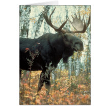 Enorm älg hälsningskort