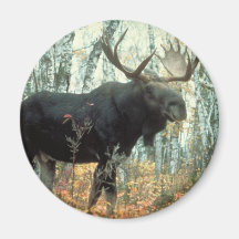 Enorm älg kylskåps magneter