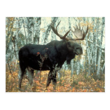 Enorm älg vykort
