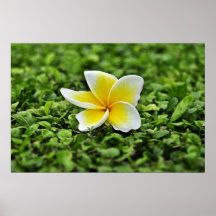 ensam blomma posters