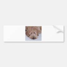 Ensam, förtjusande & gullig GoldenDoodle hund för  Bildekal