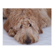Ensam, förtjusande & gullig GoldenDoodle hund för  Vykort