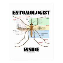 Entomologistinsida (myggaanatomi) vykort