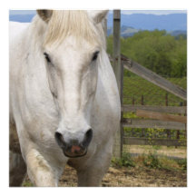 Equine inbjudningar för vit