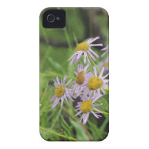 Erigeron för Fleabane daisyvildblomma Case-Mate iPhone 4 Fodraler