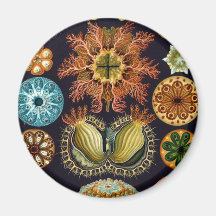 Ernst Haeckel - Ascidiae Kylskåps Magneter