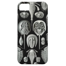 Ernst Haeckel - Aspidonia iPhone 5 Case-Mate Cases
